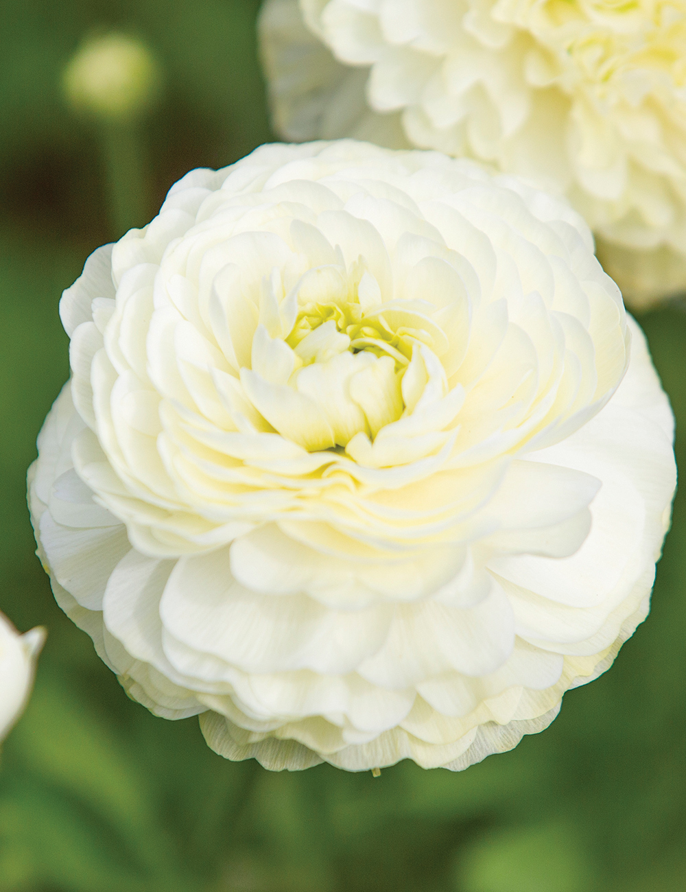 Renaissance Ranunculus 'Bianco'