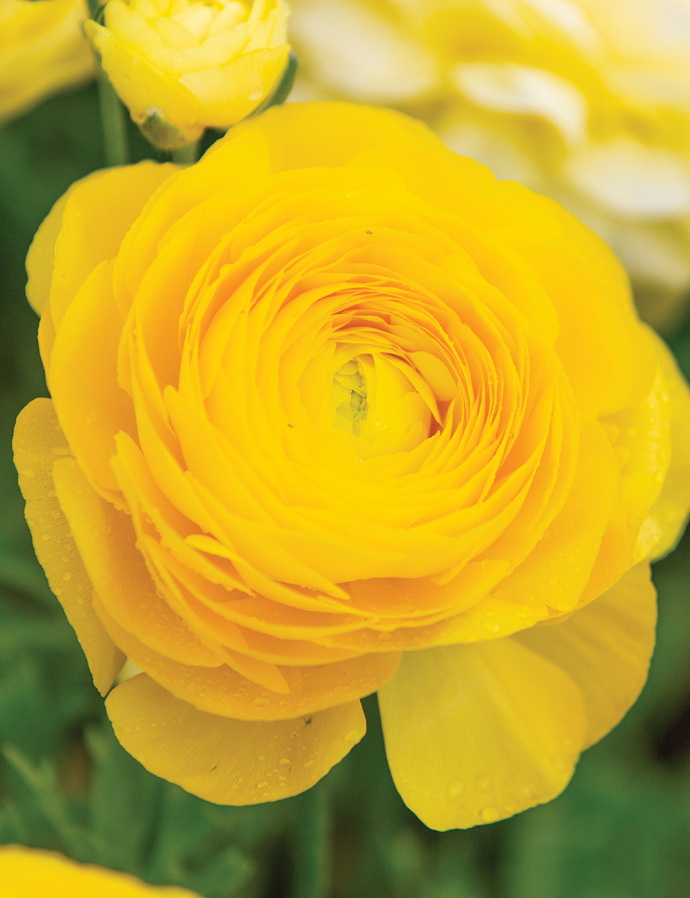 Renaissance Ranunculus 'Giallo'