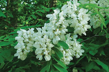 Black Locust