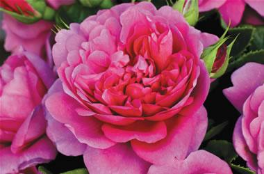 Fragrant Rose Princess Anne