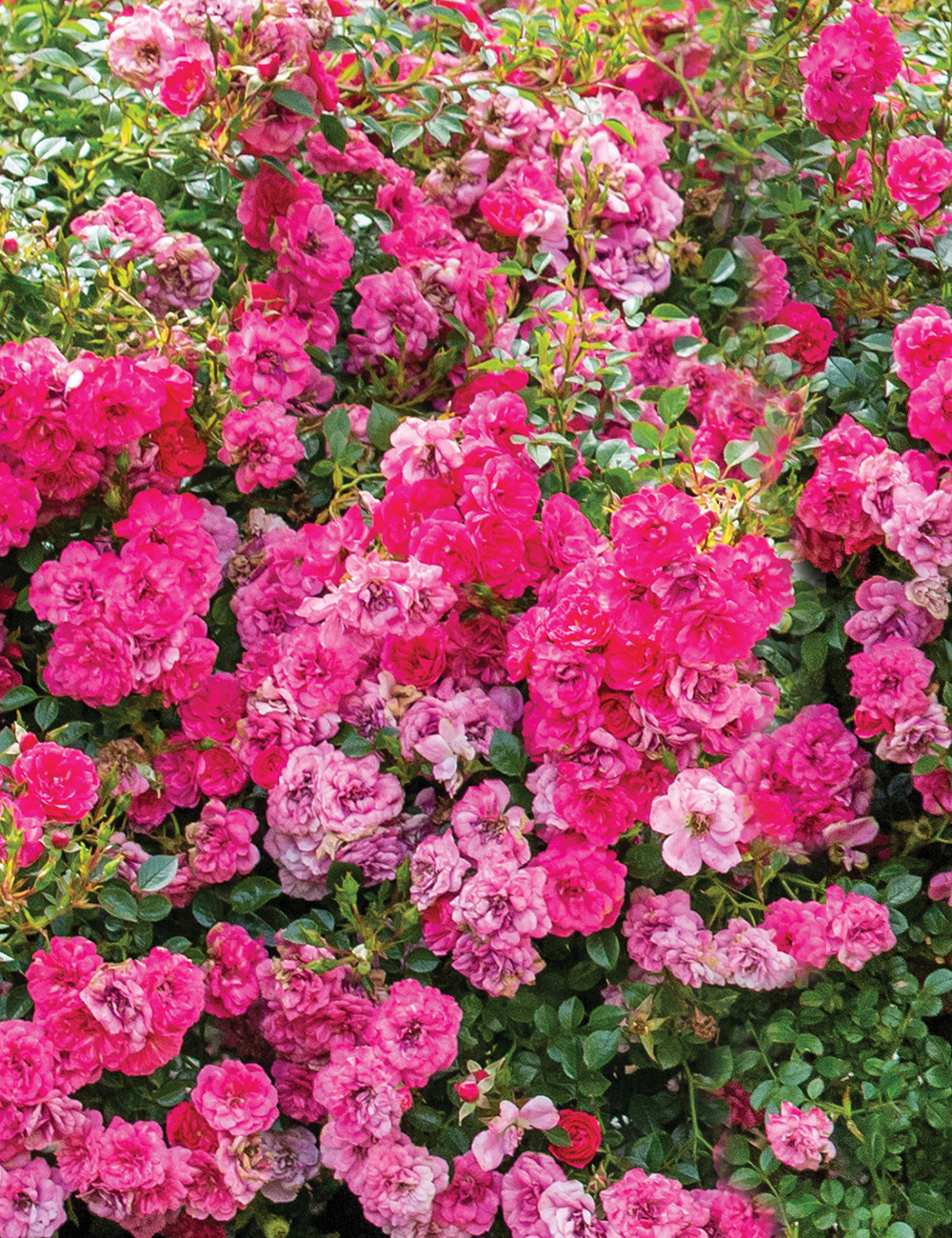 Ground Cover Rose Our Rosy Carpet