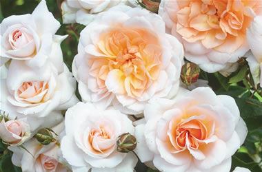 Garden Rose Betty Cuthbert