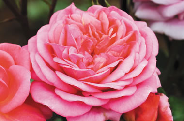 (24C) Rose 'City of Ballarat'