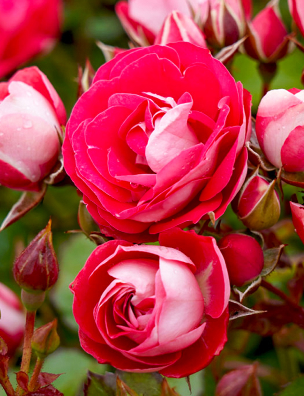 Garden Rose 'Cherry Bomb'