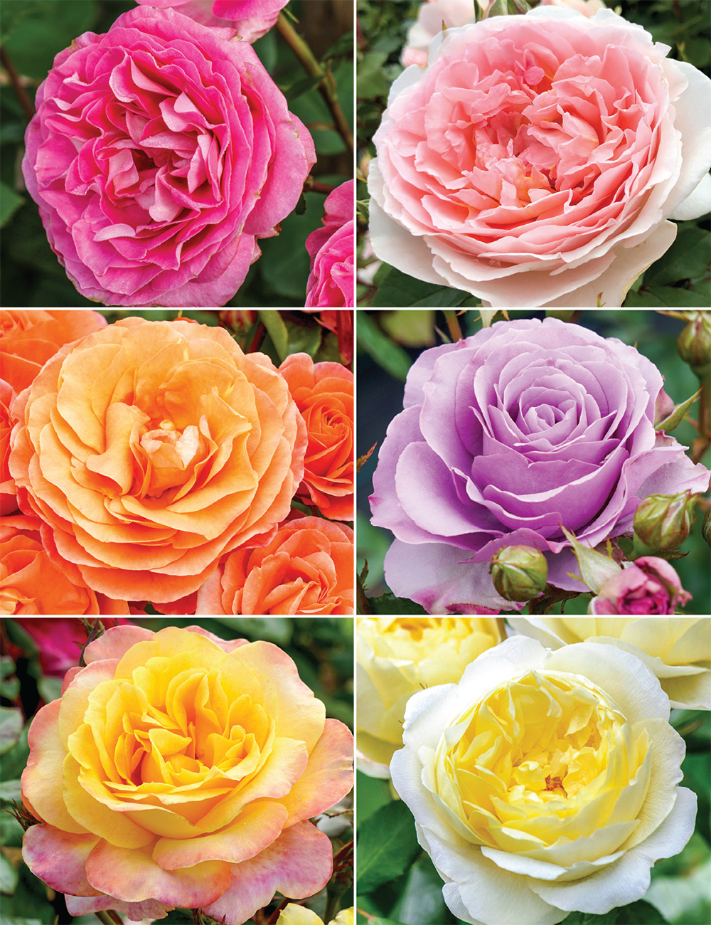 Highly Awarded Roses Collection