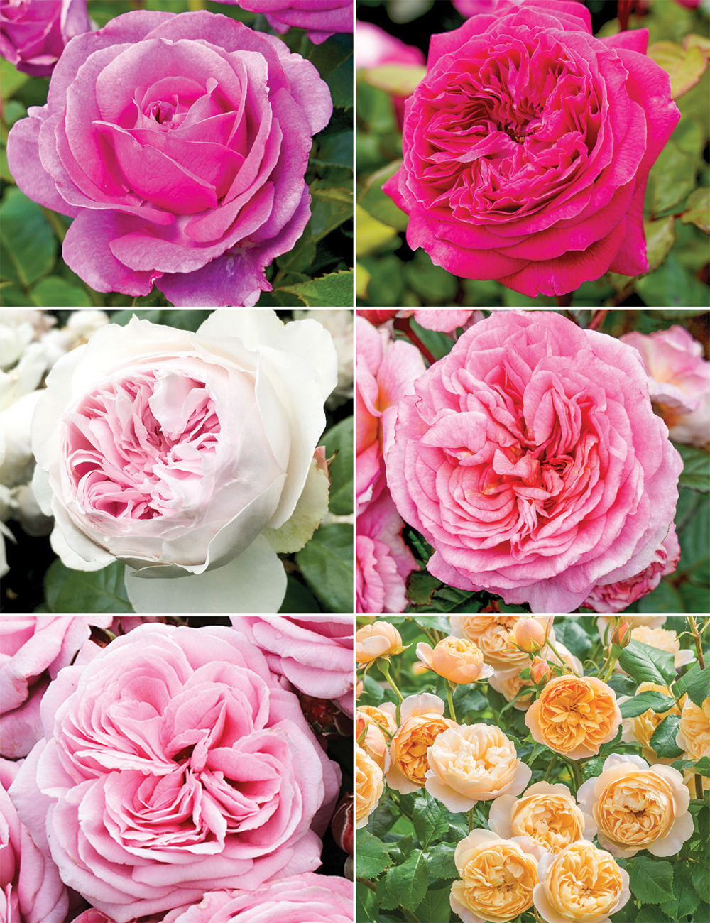 Fragrant Roses Collection No2 (reduced)