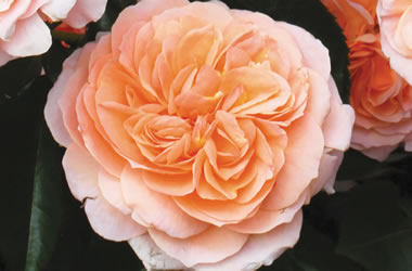 (23C) Rose 'Clea's Rose'
