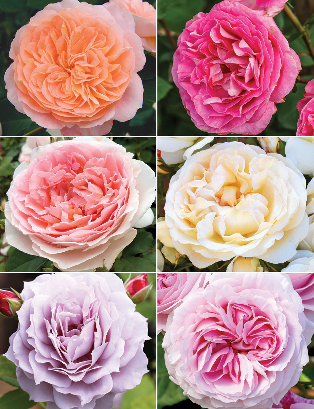 Fairytale Roses (reduced) Collection