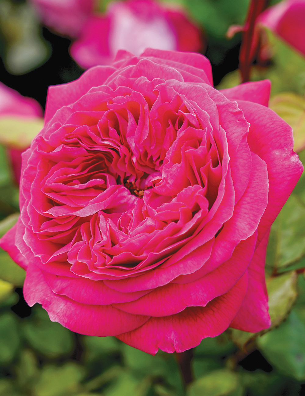 Rose 'Delightful Parfuma'