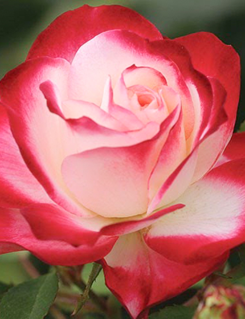 Hybrid Tea Rose Fire & Ice