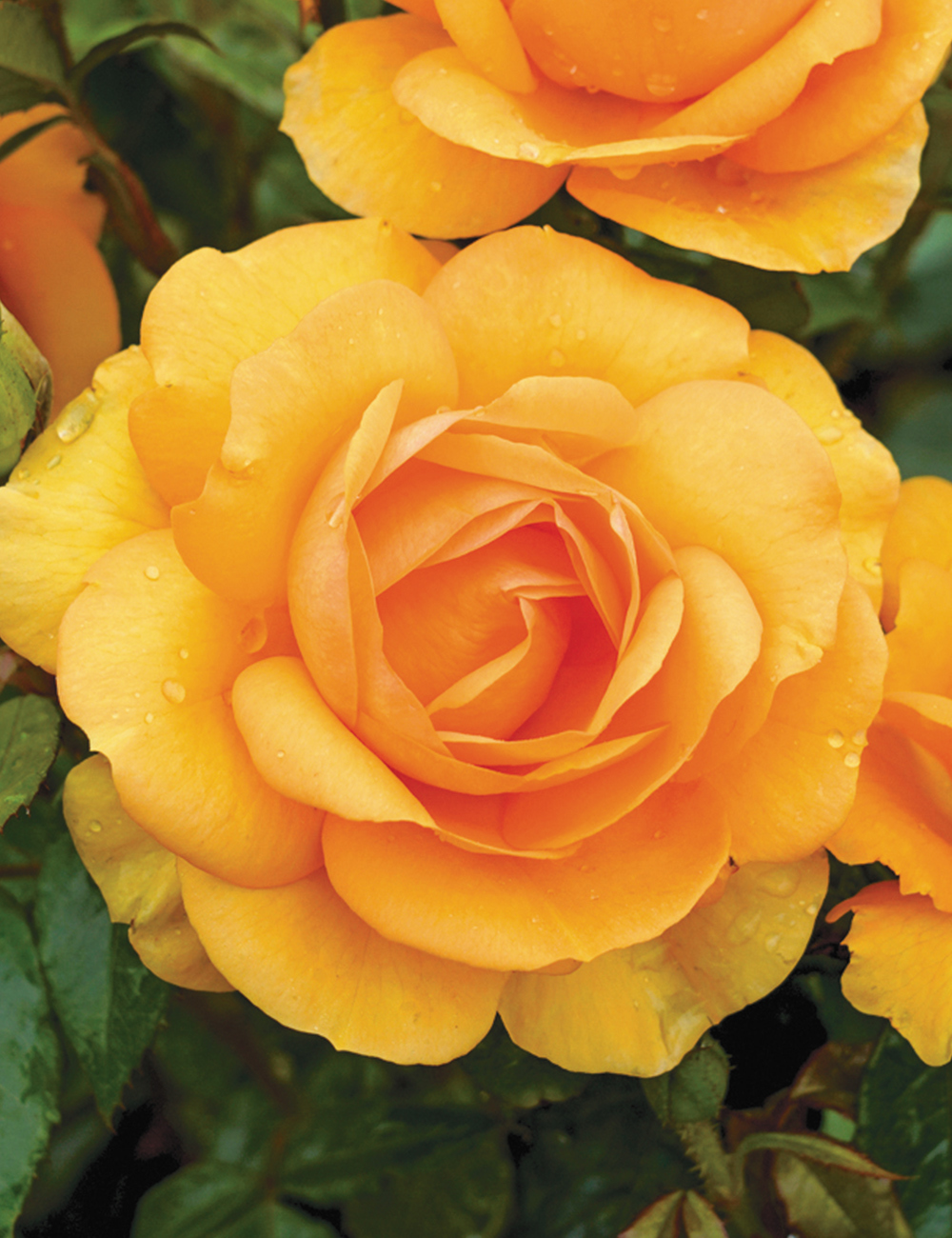 Rose 'Golden Beauty'