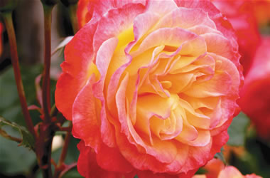Garden Rose Garden Delight