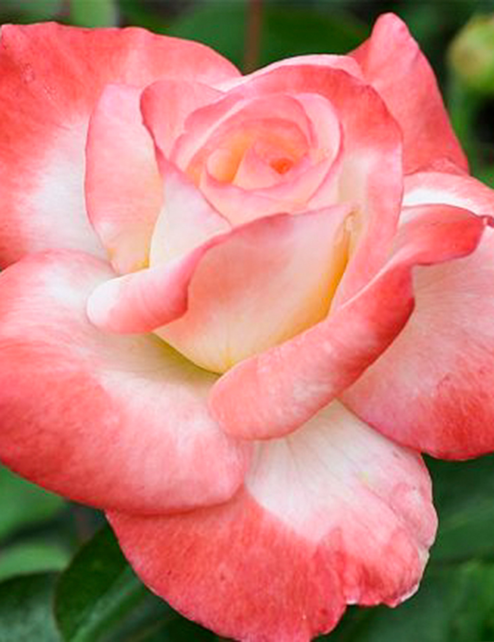 Hybrid Tea Rose Gemini