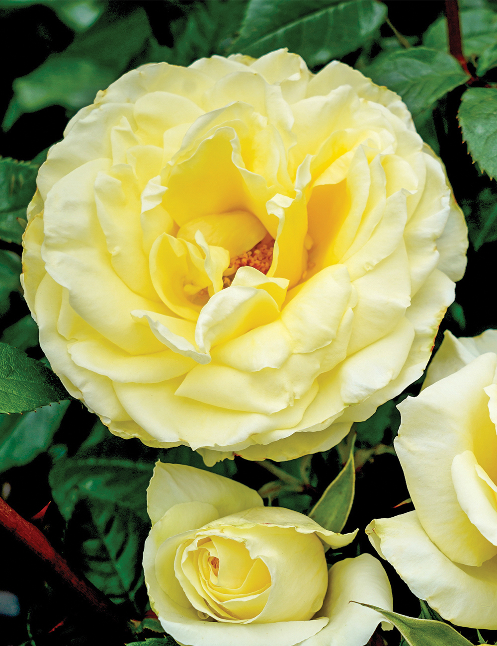 Rose 'Graham Ross AM'