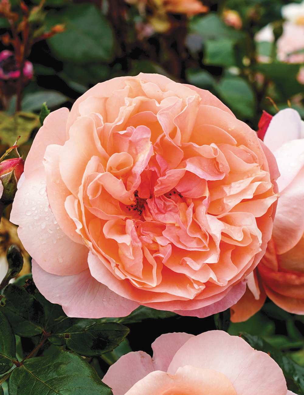 BULK BUY Rose 'Heaven On Earth'