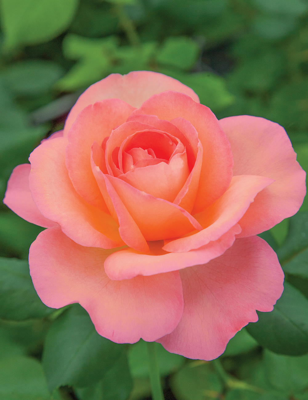 Rose 'Jazz Festival'