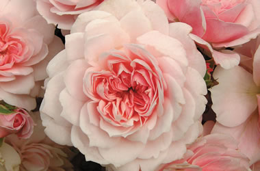 (23B) Rose 'Jane McGrath'