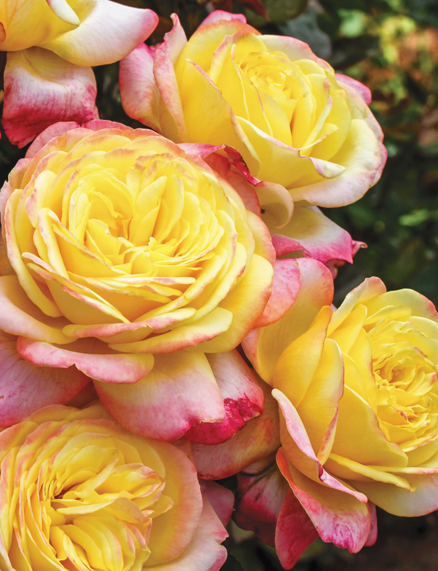 Garden Roses Kordes' Jubilee