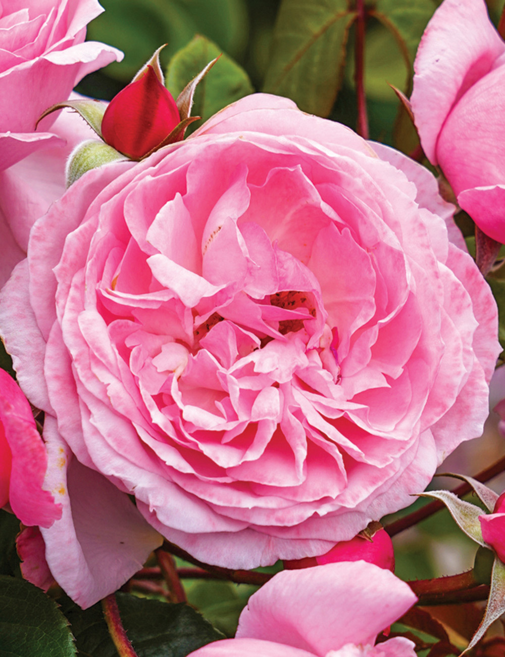 Climbing Rose 'Kiss Me Kate'