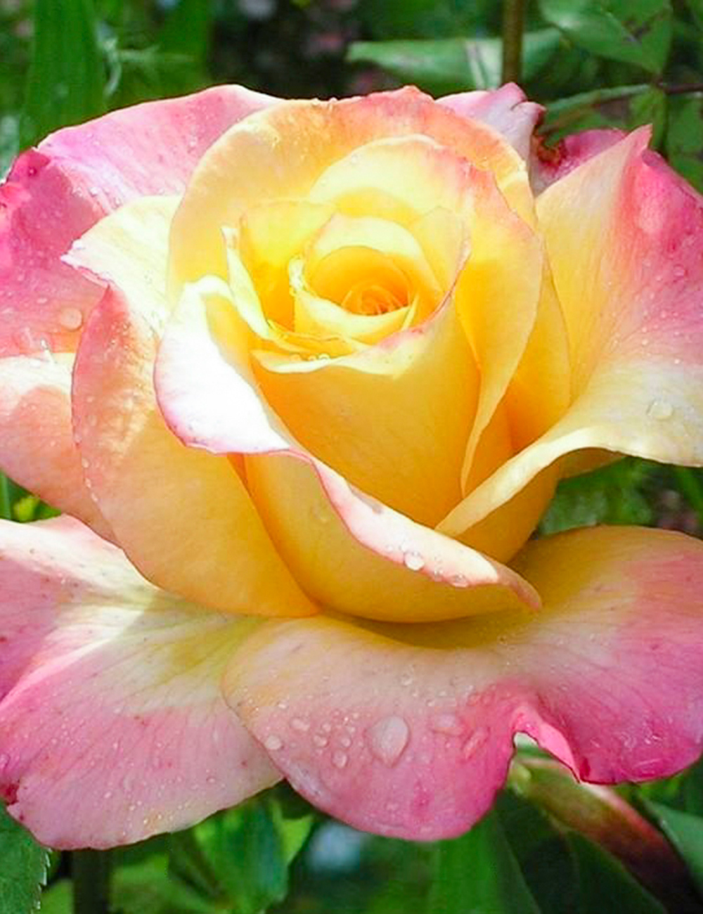 Hybrid Tea Rose Summer of Love