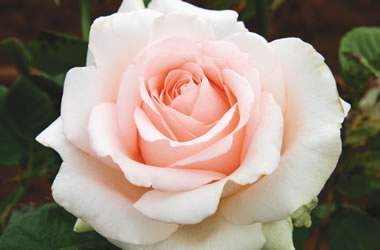 Rose Poetry