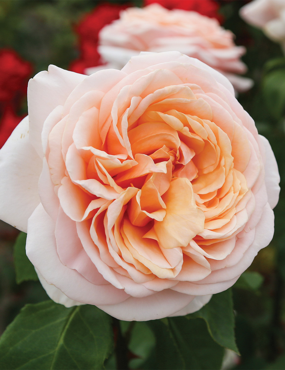 Rose 'Lionheart'