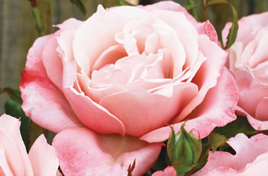Rose Mirage