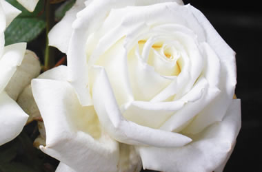 Fragrant Rose Pope John Paul II