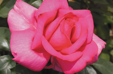 Rose Parole