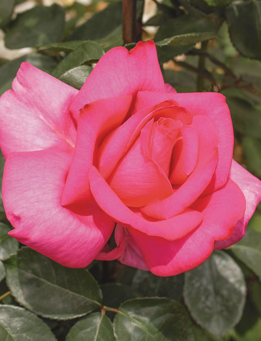 Fragrant Roses Parole