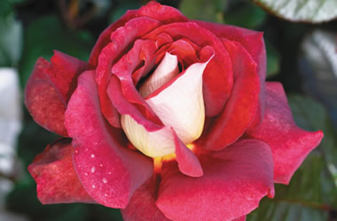 Rose The RSL Rose