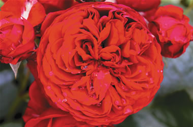 Garden Rose Red Riding Hood
