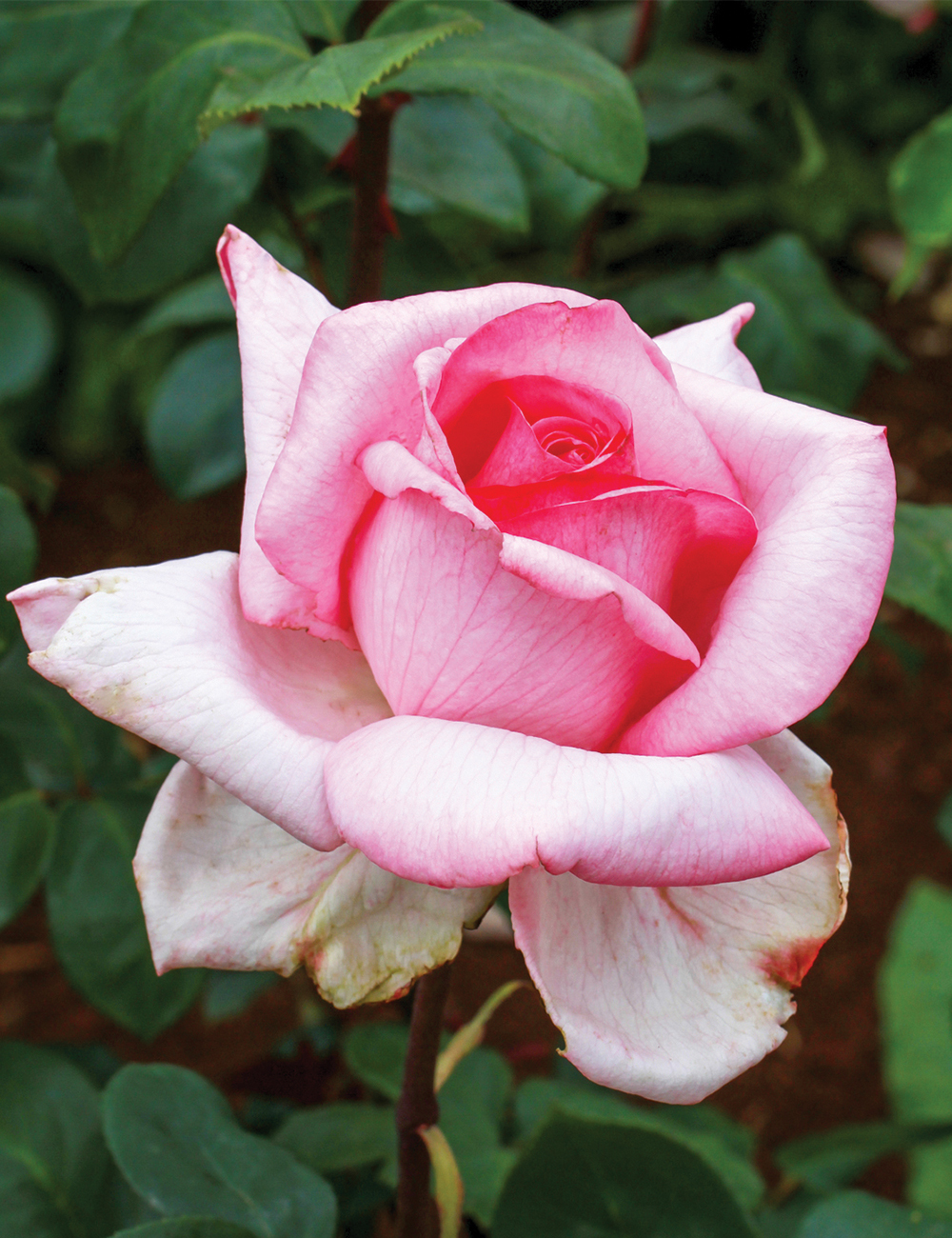 Rose 'Sweet Parole'