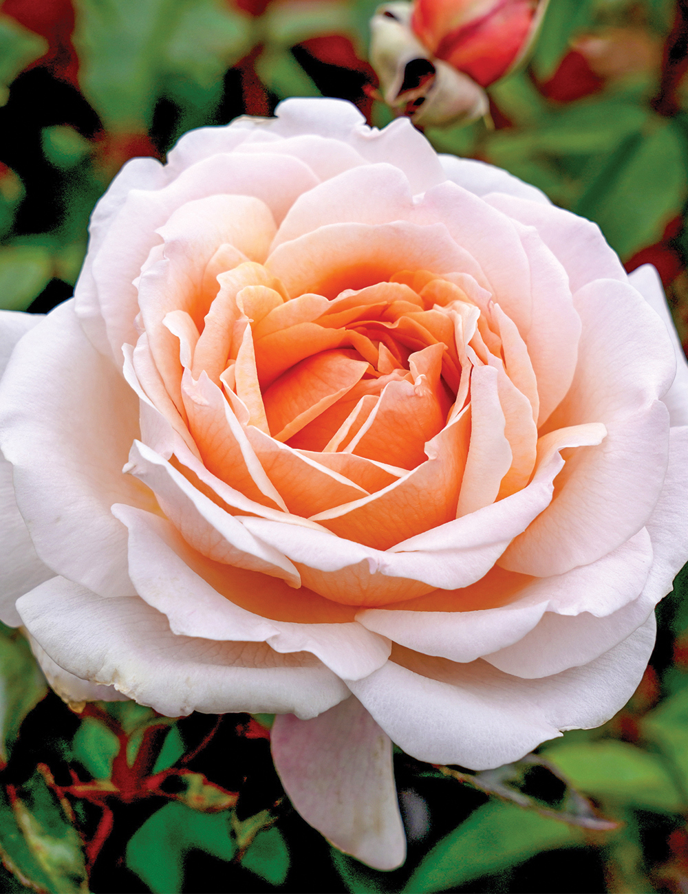 Rose 'Spicy Parfuma'