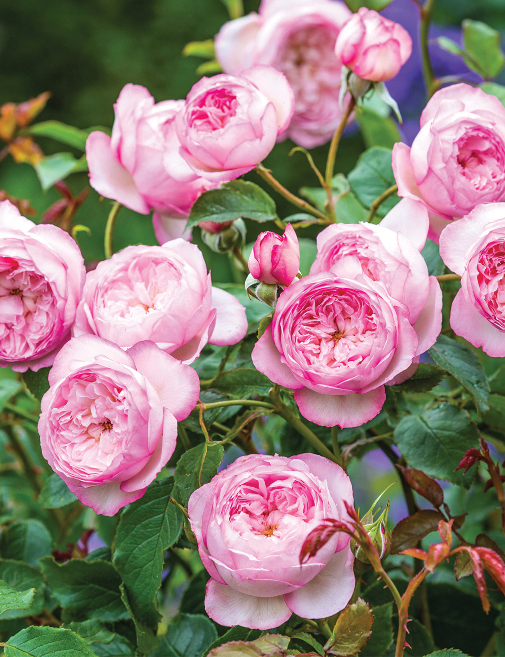 Rose 'The Mill on the Floss'