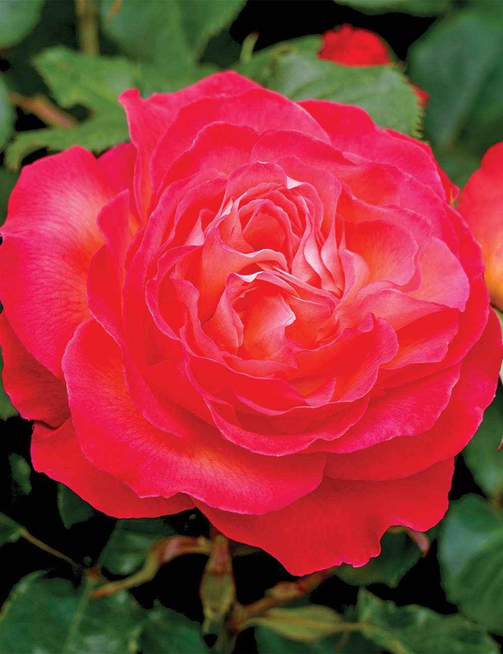 Rose 'Volcano'