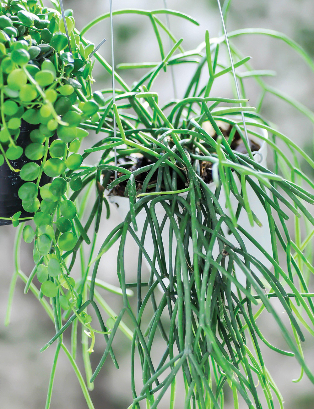 Mistletoe Cactus Mauritania