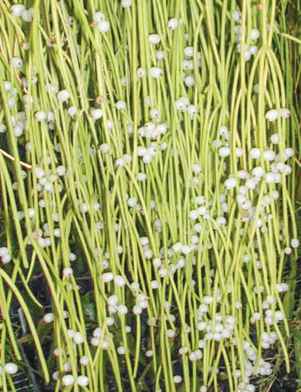 Mistletoe Cactus Mistletoe Cactus 'Cassutha'