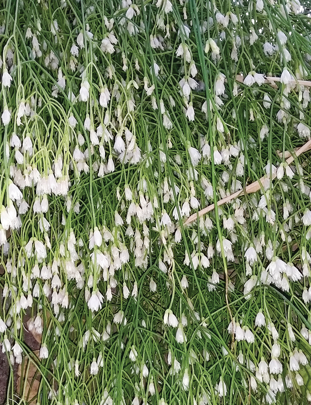 Brazilian Mistletoe Cactus