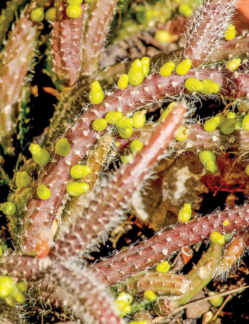 Mouse Tail Cactus