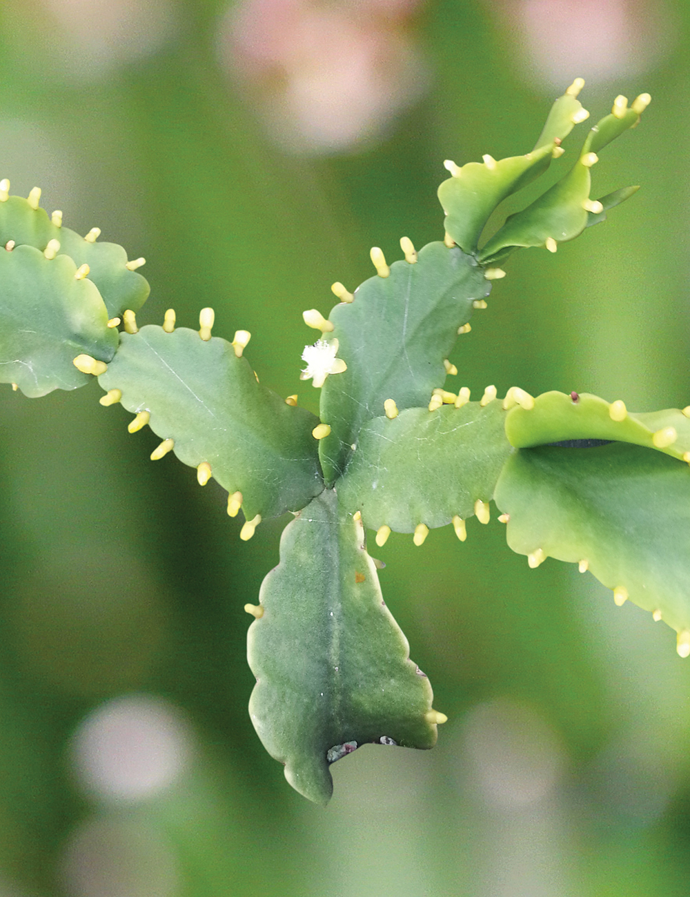 Mistletoe Cactus