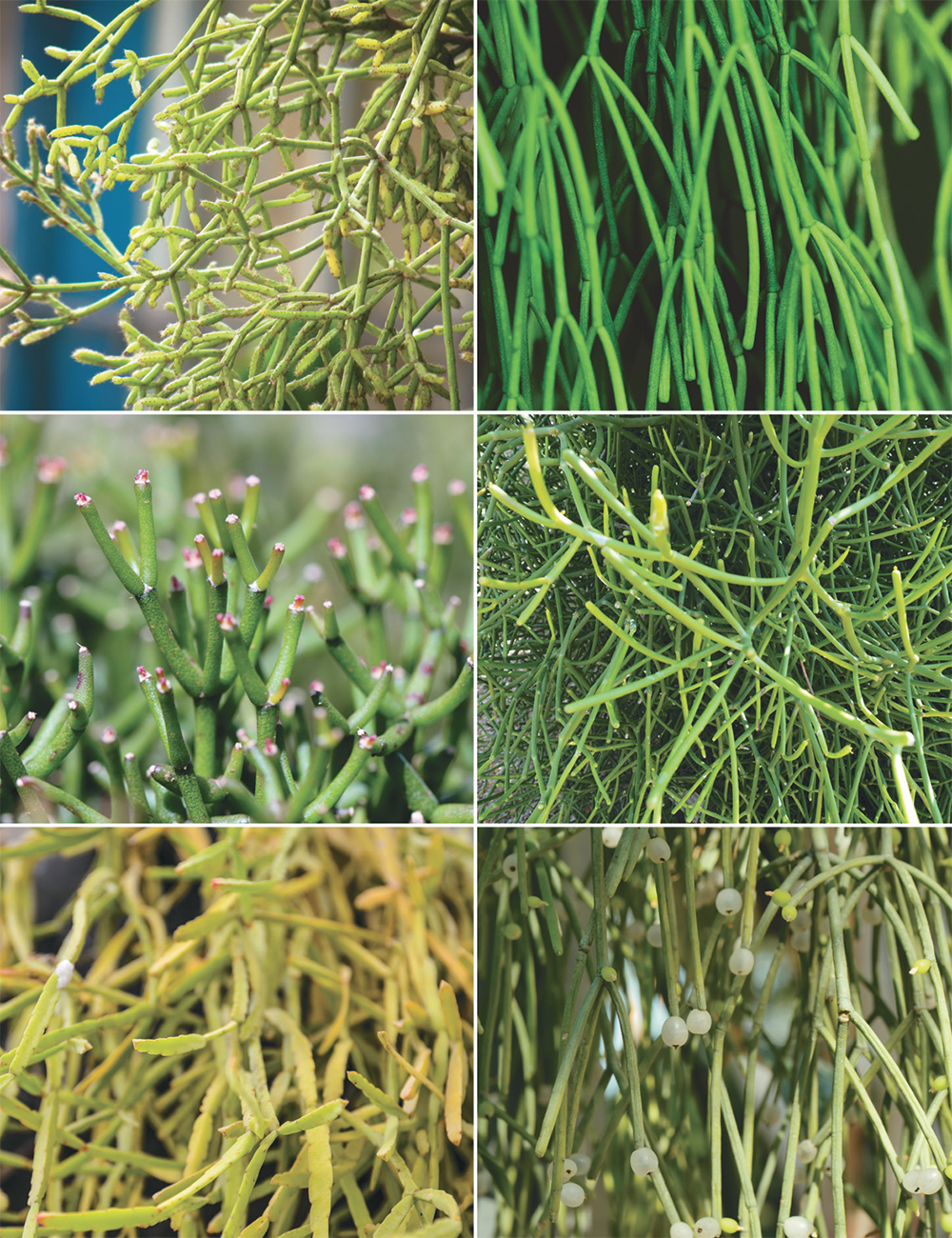 Rhipsalis Cutting Collection