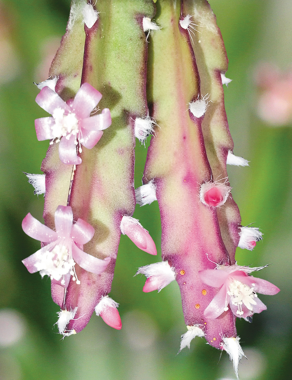 Mistletoe Cactus Cruciforme