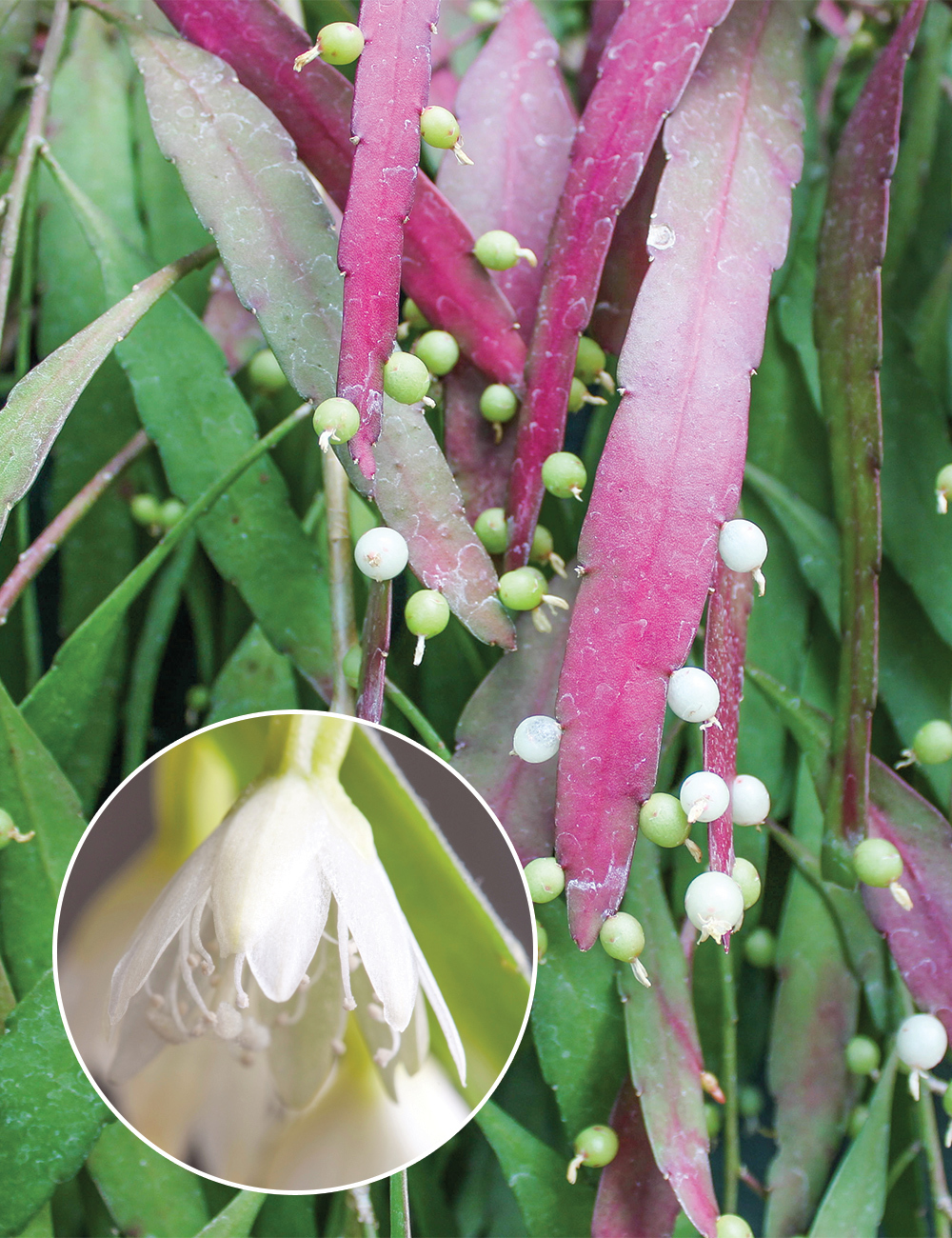 Red Rhipsalis