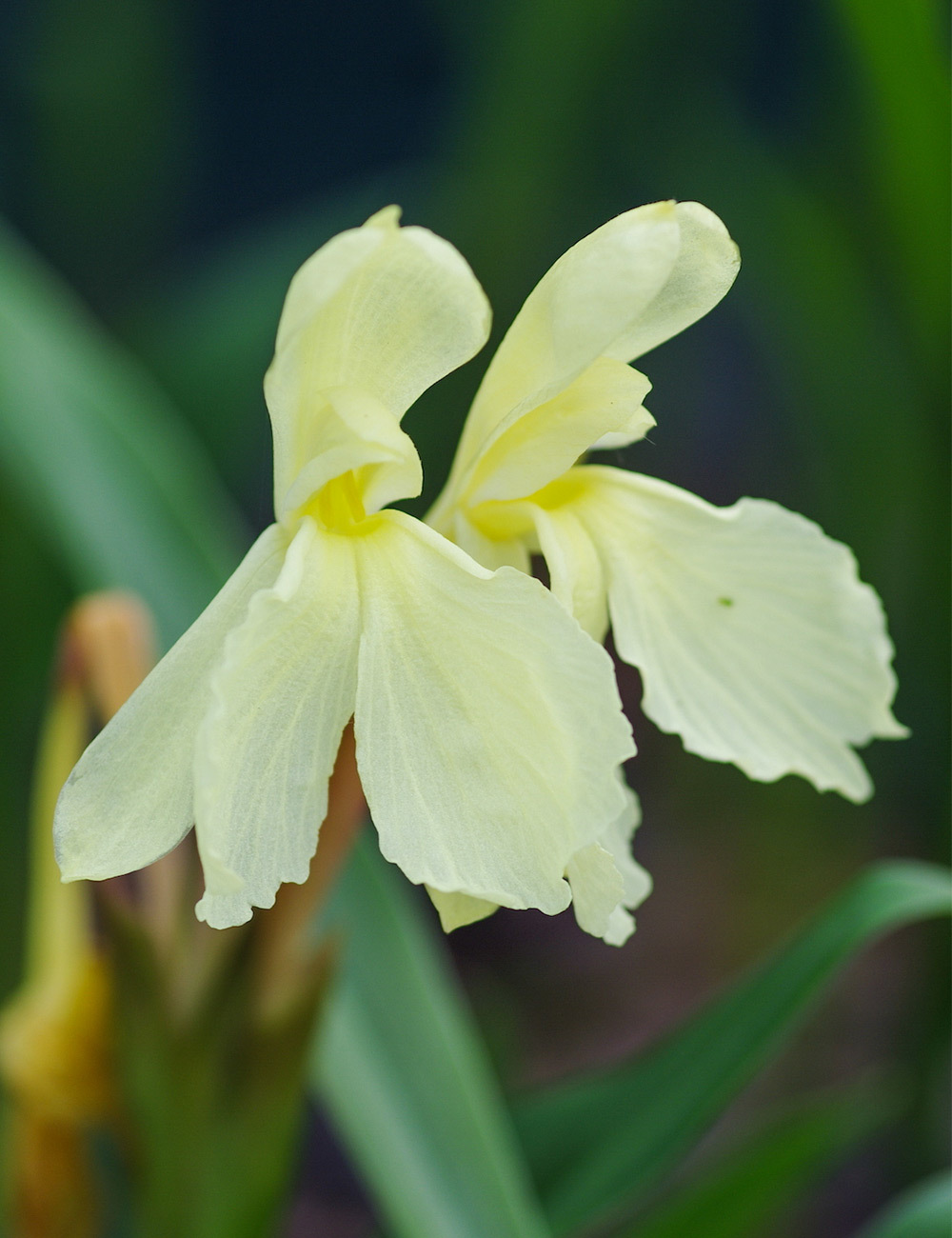 Cautleya Flowering Roscoea