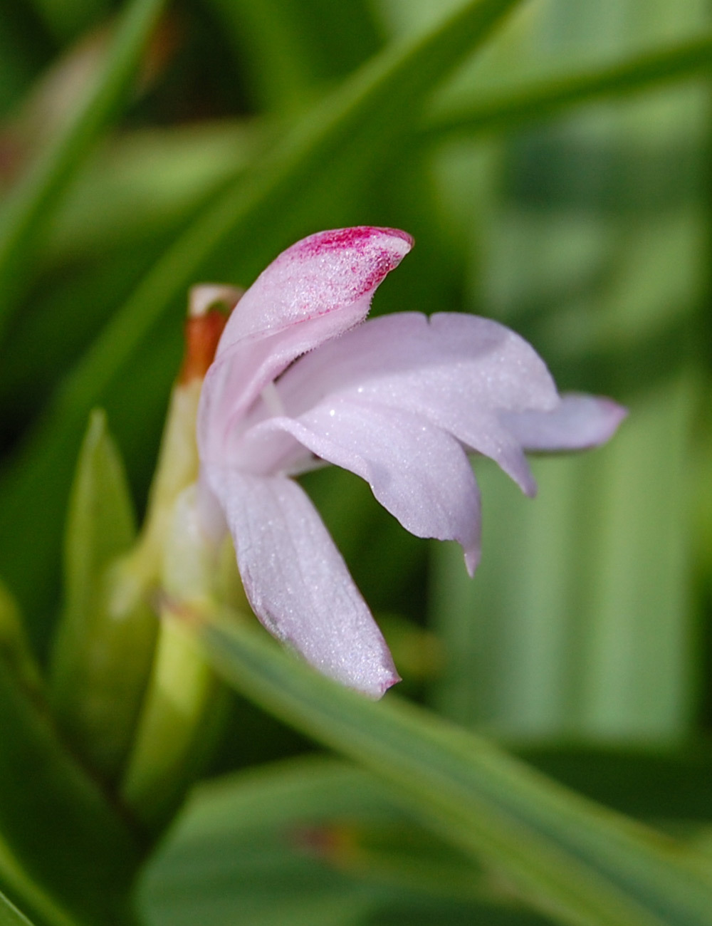 Squill Leafed Roscoea
