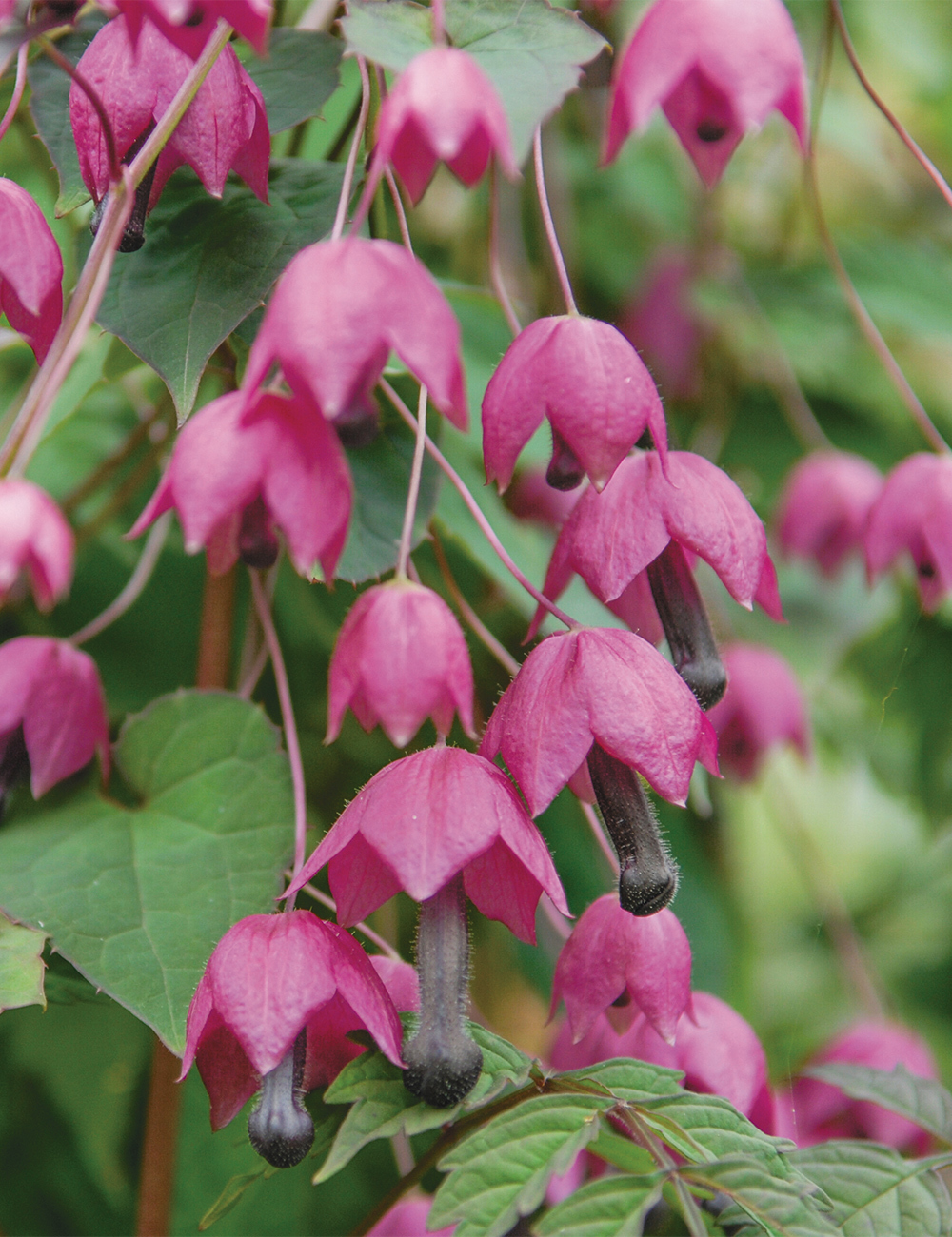 Purple Bell Vine