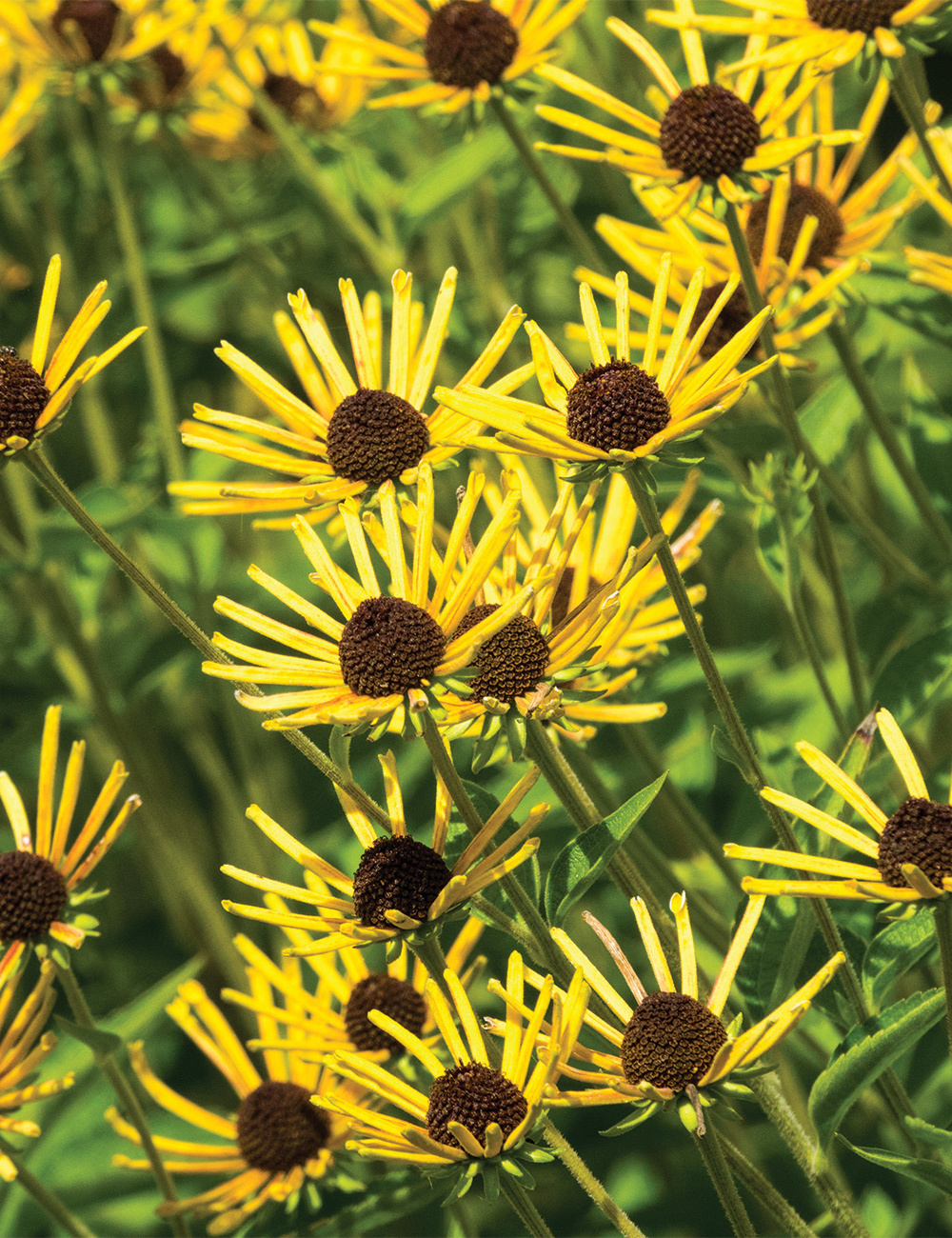 Rudbeckia 'Little Henry'