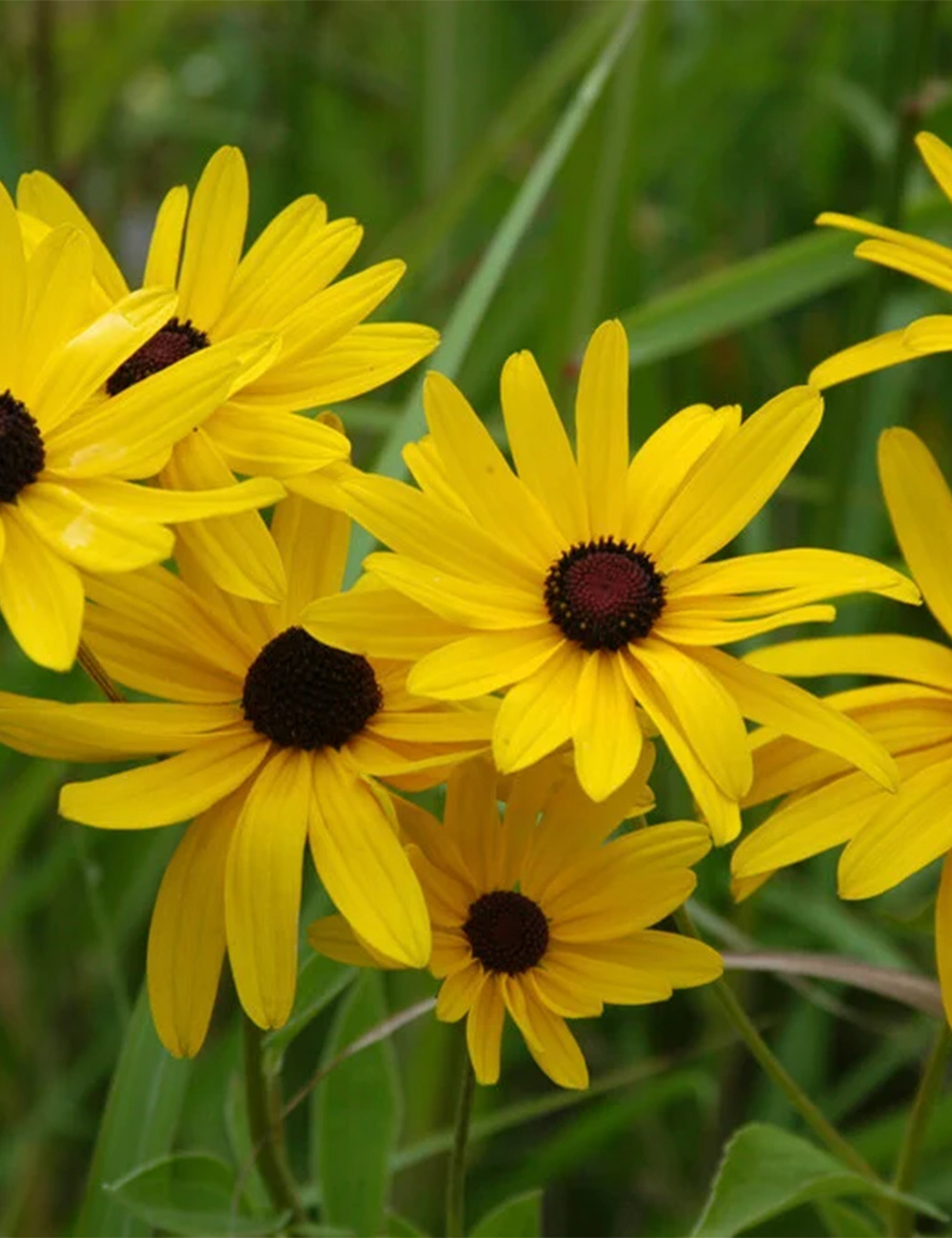 Rudbeckia Sweet Coneflower