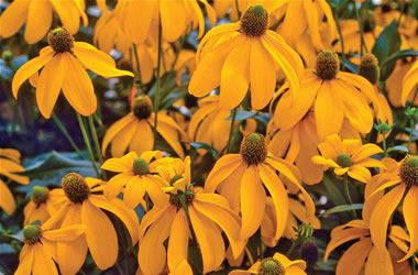Rudbeckia California Coneflower